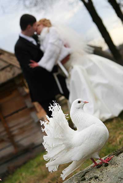 Два голубя внутри Jailbird, украшение для свадьбы