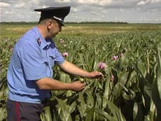 Жителей Закарпатья "отучивают" от мака и конопли
