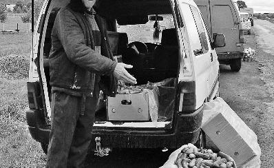 На Закарпатье заготовители из ближнего зарубежья скупают весь урожай огурцов