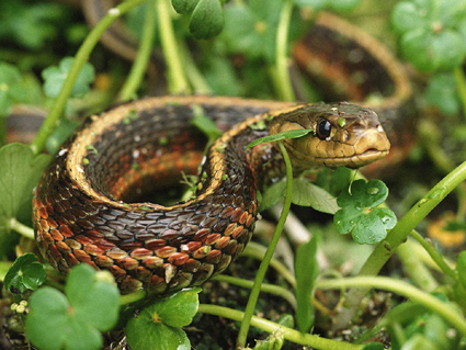 10 самых ядовитых змей на планете