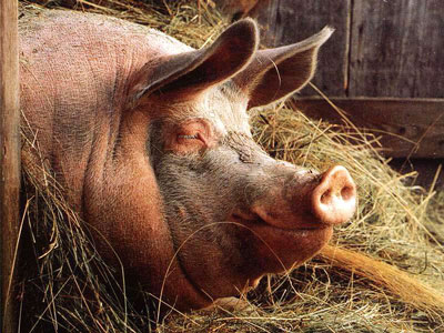 В Великих Лучках выращивают свиней-гигантов