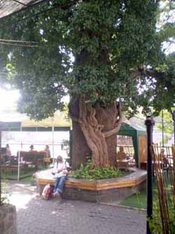 Кроме уже известного более чем 1000-летнего Дидо-дуба на Закарпатье растет еще много неучтенных старых деревьев