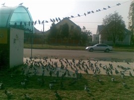 В Ужгороде голуби объявили общегородской "слет"