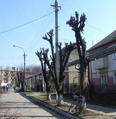 В Чопе впервые за 20 лет начали кронирование деревьев (ФОТО)