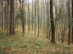 Закарпатские леса пострадали от суровой зимы 