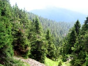 "Региональная" власть Закарпатья подбирается к заповедным лесам