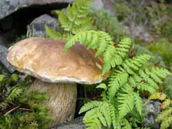 В закарпатских лесах появились первые белые грибы