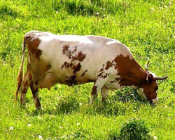 На Закарпатті чиновник купив корову для багатодітної сім’ї