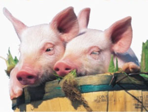 АНОНС. 31 січня на Берегівщині відбудеться Гечанський конкурс різання свиней