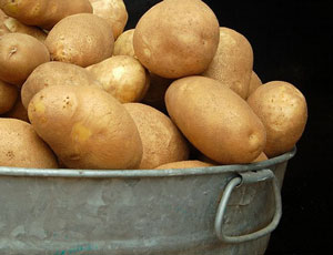Закарпатські селяни та фермери прогнозують здорожчання "другого хліба" — картоплі