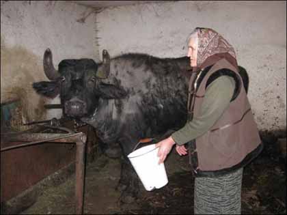 Марія Чопик із села Кричово Тячівського району Закарпаття напуває буйволицю