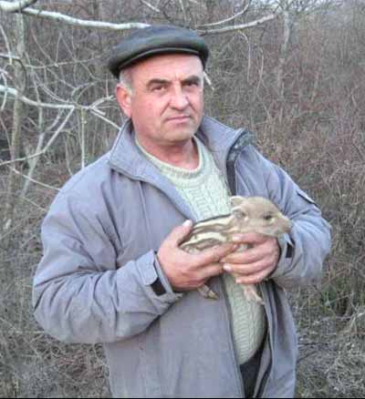 Закарпатський селянин утримує 28 диких свиней