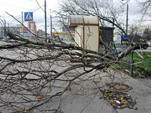 Закарпаття: У Сваляві й Воловці сильний вітер поламав дерева, обішлося без жертв