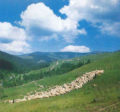 Віктор Ющенко: Треба підтримати вівчарство і розвивати туризм у Карпатах