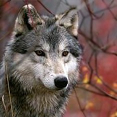 На Закарпатті вовки загризли 5 телиць та 3 лошат