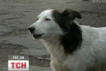 На вулицяхї Ужгорода знову появилися трупи мертвих собак (ВІДЕО)