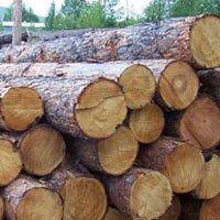 Податківці викрили підпільний деревообробний цех на закарпатській  Рахівщині