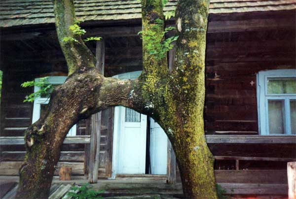 На закарпатській Міжгірщині є унікальна "меморіальна дошка" героям Карпатської України - ясеновий тризуб 