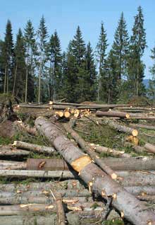 Закарпатські підприємства "попалися" на незаконній  рубці лісу