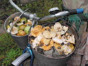 На Закарпатті щедрий урожай лісових горішків, зате мало білих грибів