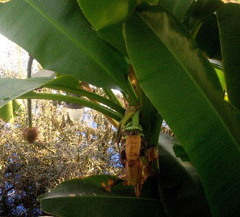В Ужгородському ботанічному саду дозрівають банани