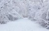 У передчутті снігу 