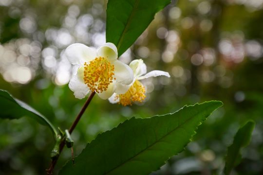 Чайна плантація (ФОТО)