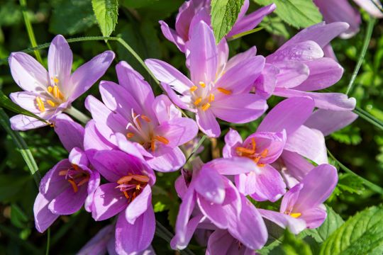 Пізньоцвіт осінній в заказнику Пасіки (ФОТО)
