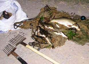 Через низький рівень води у закарпатських річках гине риба