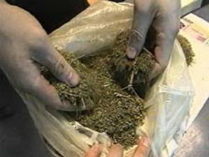 У безробітного закарпатця знайшли 1,3 кг марихуани