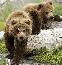 На Закарпатті уже реабілітовуються двоє ведмедів