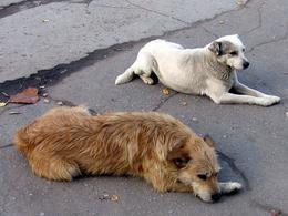 Ужгородській владі допоможуть стерилізувати бродячих псів