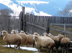 На Рахівщині фермер-ентузіаст взявся за відродження вівчарства 