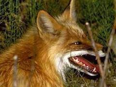 На Тячівщині скажена лисиця вкусила 15-річну дівчину