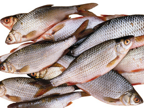На Закарпатті заборонили "зимовий" вилов риби 