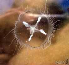 Закарпатських медуз важко впіймати (ФОТО)