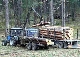 У Перечинському лісгосподарстві виявили незаконну рубку дерев