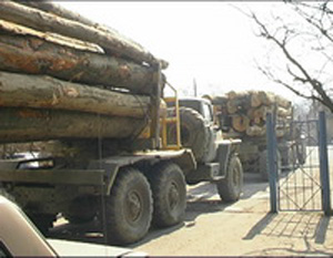 Великопаладьська сільрада нарубала «дров» на 336 тисяч штрафу
