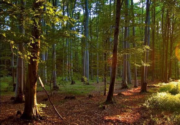 На Закарпатті буде створено лісовий заказник «Привододільний»