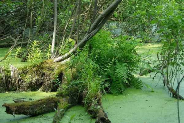До Списку водно-болотних угідь міжнародного значення включили 2 об