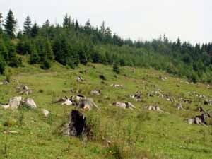 На Тячівщині невідомі зрубали 257 букових дерев