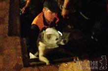 В Ужгороді рятувальники визволили з підвалу собаку з цуценятами