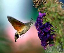 Закарпатські метелики-"колібрі" летять зимувати в Африку