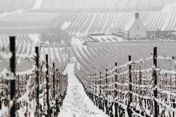 В Угорщині мерзнуть знамениті Токайські виноградники