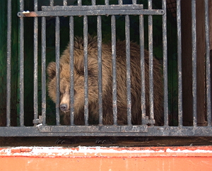 Закарпатська прокуратура закрила волинський пересувний зоопарк  