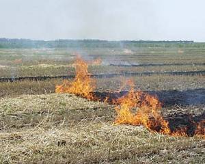 На Закарпатті зафіксовано 6 неконтрольованих загорань сухої трави