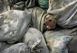 Владу Берегова звинувачують у жорстокому винищенні собак (ВІДЕО)