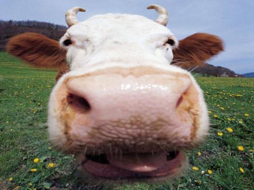 На Міжгірщині у корів, молоко яких постачають у дошкільні заклади, виявили мастит