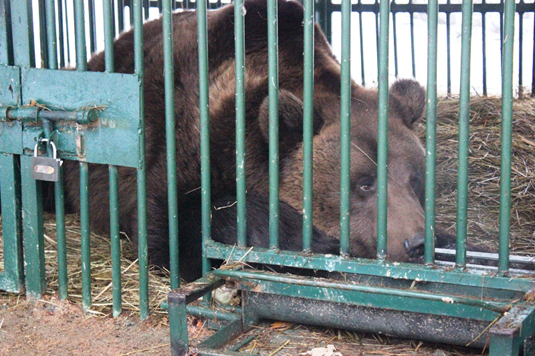 У реабілітаційному центрі "Синевиру" вже 5 ведмедів