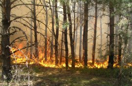 На Тячівщині згоріло понад 2 га лісу  